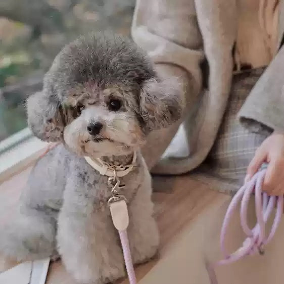 Dog Collar Leather Hand Holding Rope